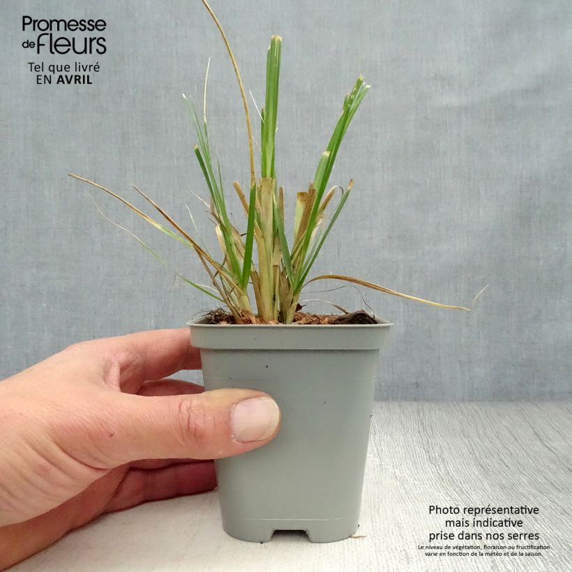 Spécimen de Cortaderia selloana Rosea - Herbe de la Pampa rose tel que livré en printemps