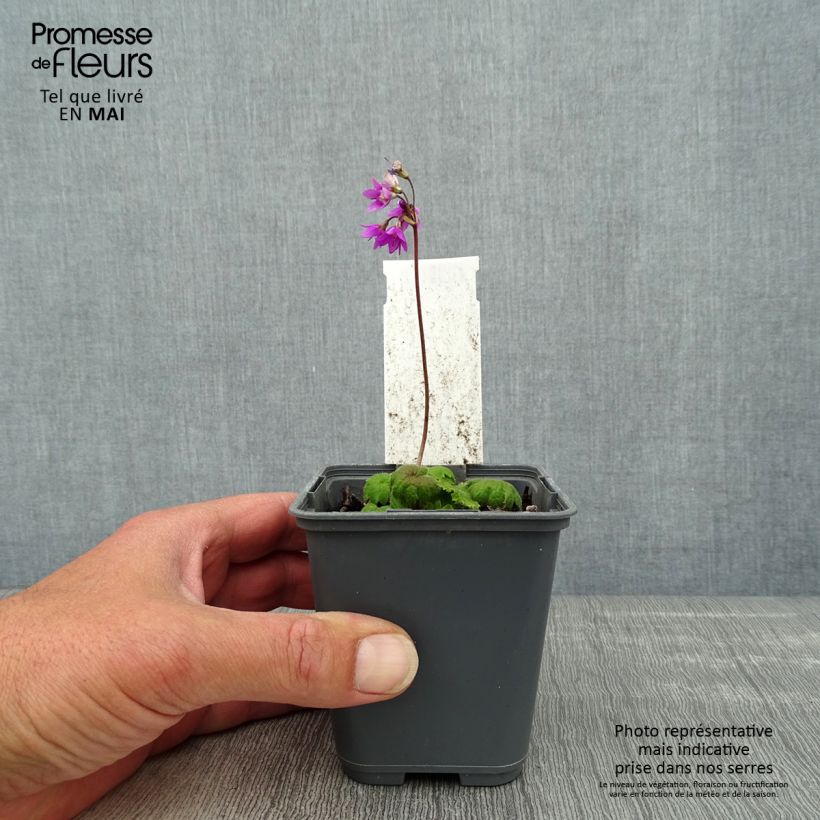 Spécimen de Cortusa (Primula) matthioli ssp. pekinensis tel que livré au printemps