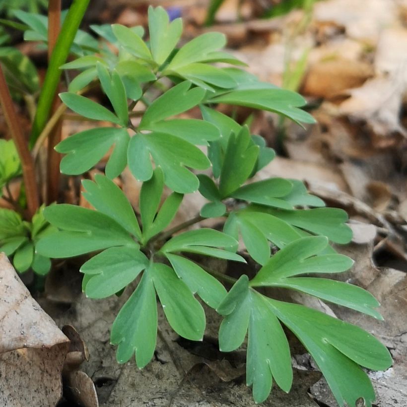 Corydale, Corydalis s.p. (From Sichuan), Fumeterre (Feuillage)