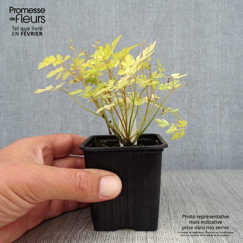 Spécimen de Corydalis Berry Exciting - Corydale hybride Godet de 8/9 cm tel que livré en automne