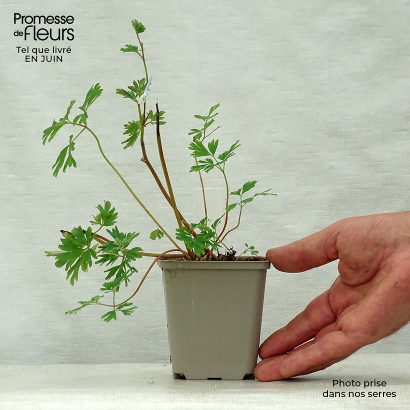Spécimen de Corydalis Craigton Blue Godet de 8/9 cm tel que livré en été