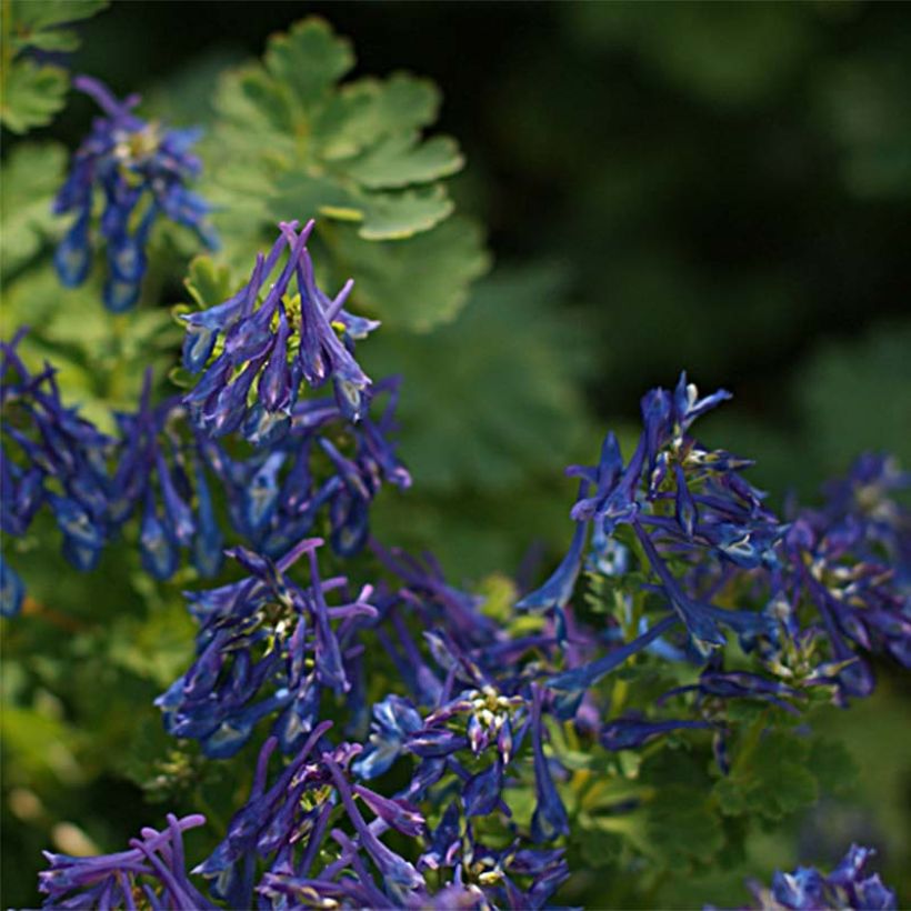 Corydalis elata Blue Summit - Corydale bleu (Floraison)