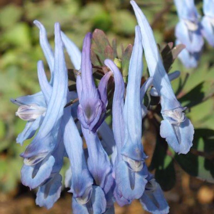 Corydale, Corydalis flexuosa China Blue, Fumeterre (Floraison)