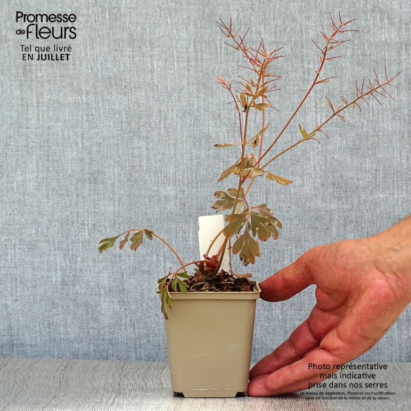 Spécimen de Corydalis flexuosa Porcelain Blue  Godet de 8/9 cm tel que livré en été