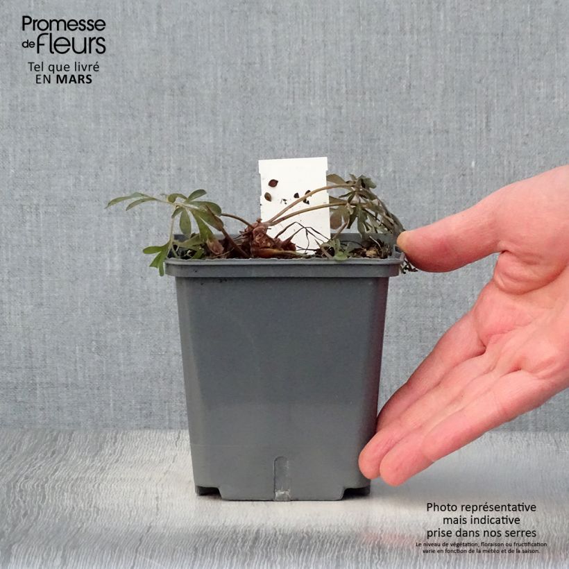 Spécimen de Corydalis flexuosa Porcelain Blue - Pot de 1L/1.5L tel que livré au printemps