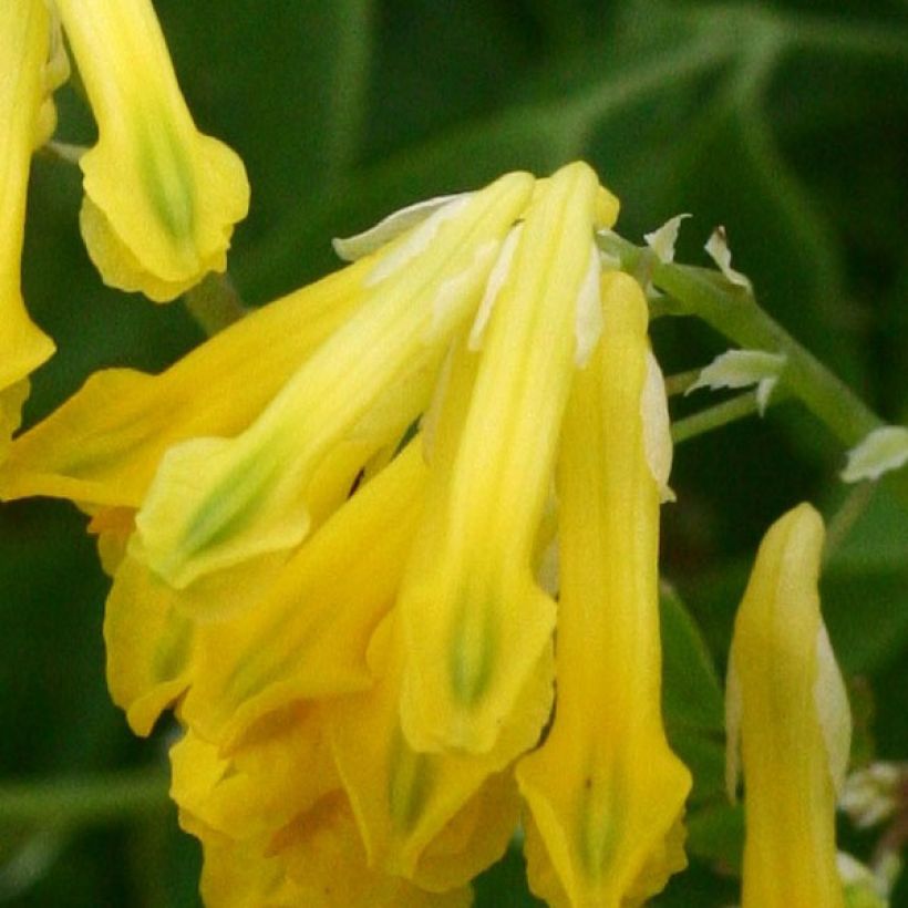 Corydalis lutea - Corydale jaune (Floraison)