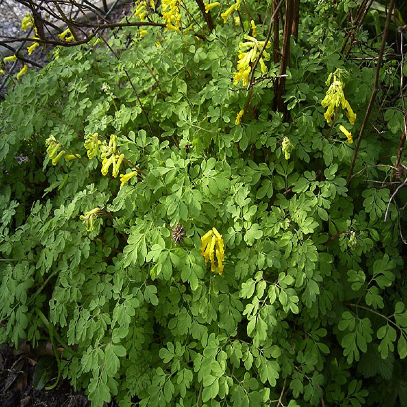 Corydalis lutea - Corydale jaune (Port)