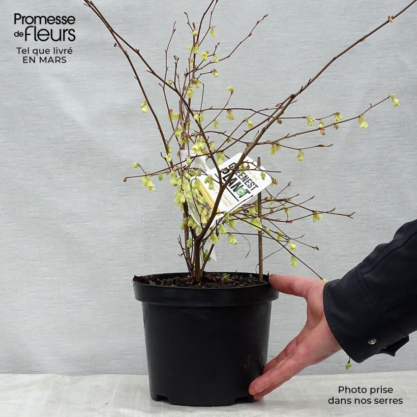 Spécimen de Corylopsis pauciflora - Faux noisetier tel que livré au printemps