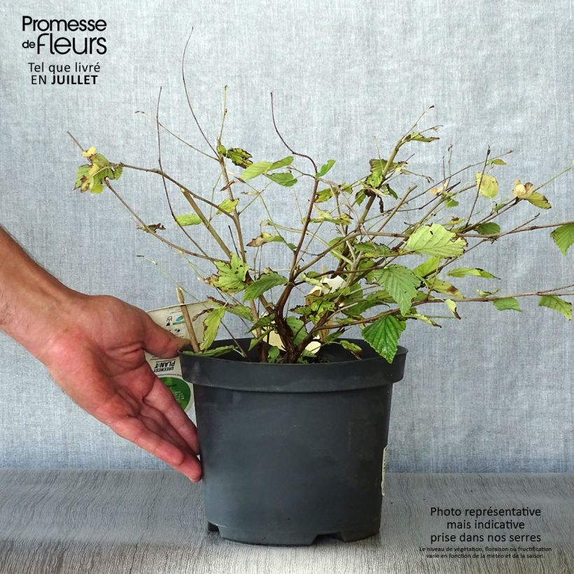 Spécimen de Corylopsis pauciflora - Faux noisetier Pot de 2L/3L tel que livré en été