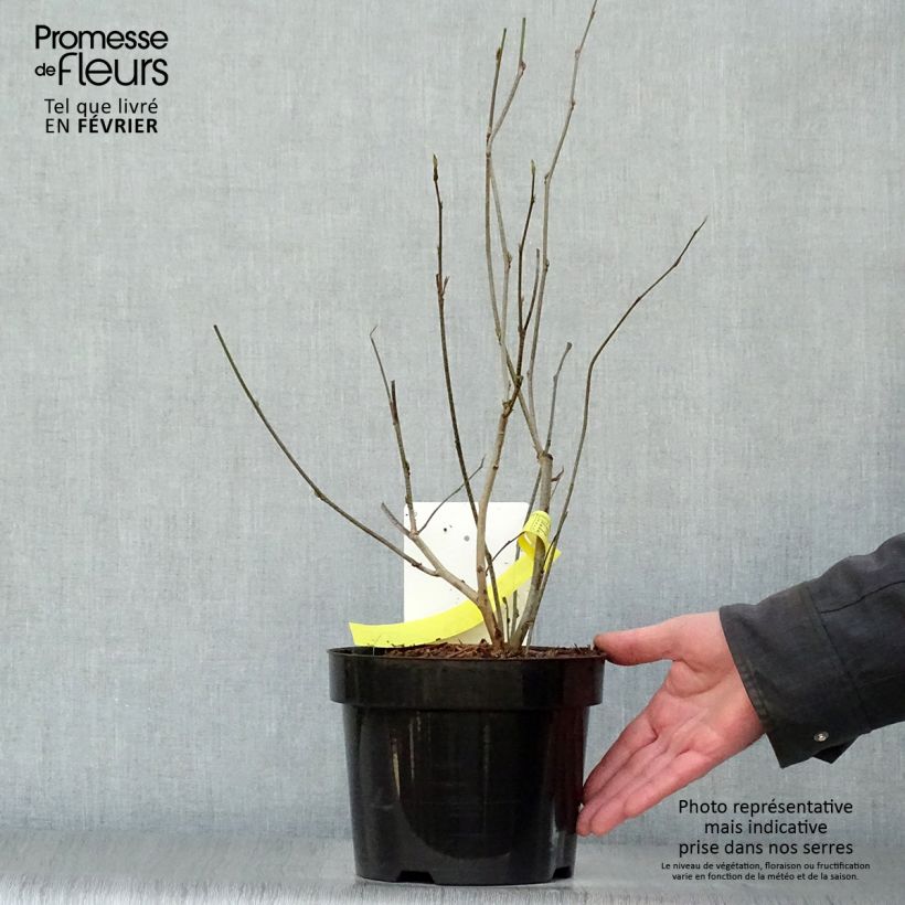 Spécimen de Corylopsis spicata - Faux noisetier Pot de 2L/3L tel que livré en hiver