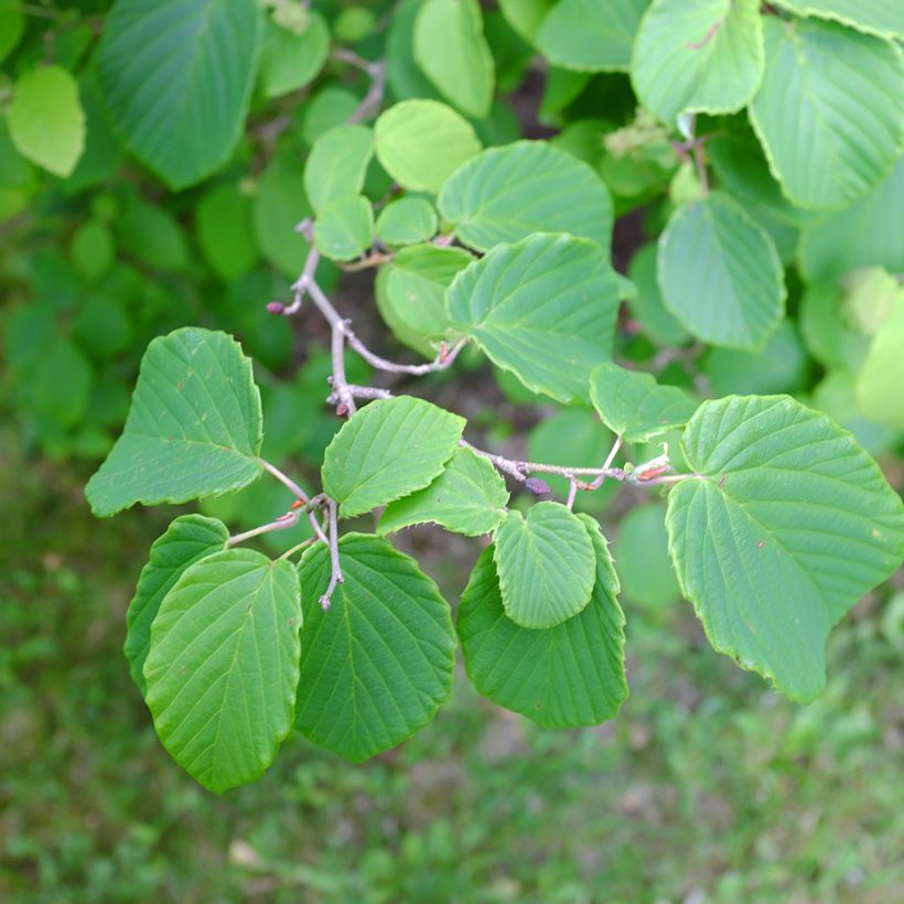 Corylopsis spicata - Faux noisetier (Feuillage)