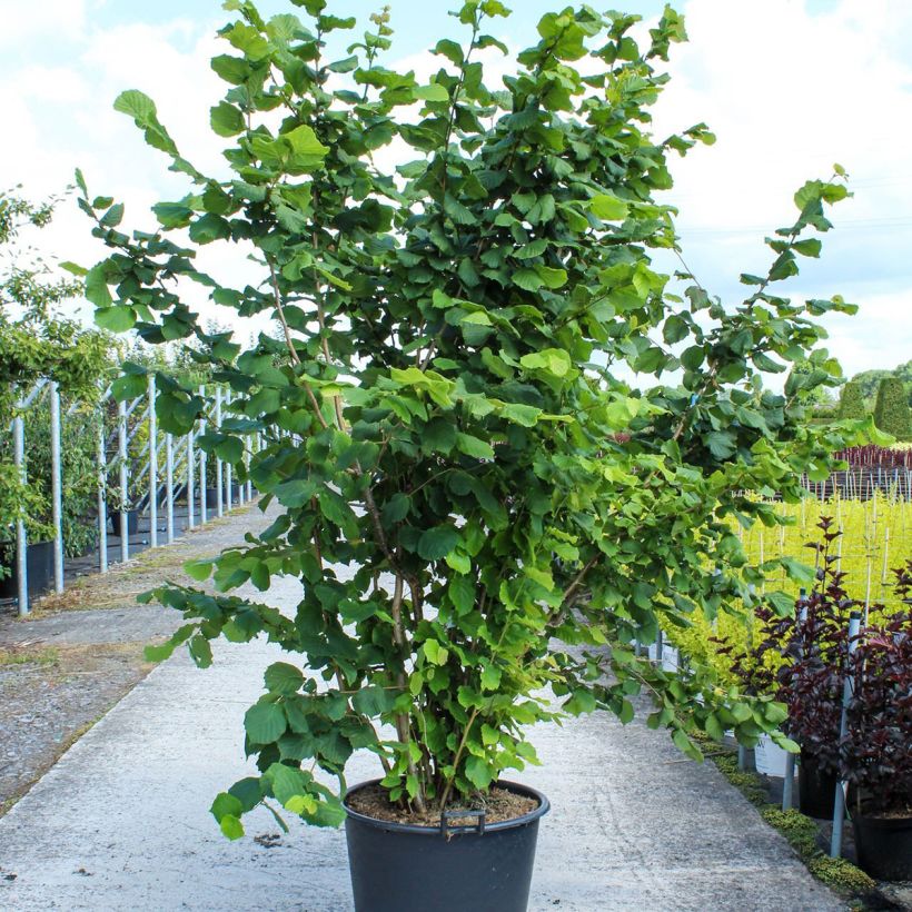 Spécimen de Noisetier commun - Corylus avellana en racines nues Pot de 80L/90L, CépéeHauteur livrée env. 250/270cm tel que livré au printemps