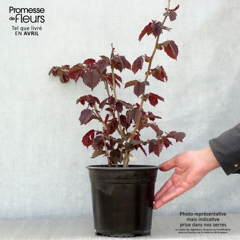 Spécimen de Corylus avellana Rode Zellernoot - Noisetier pourpre en pot de 3L/4L tel que livré au printemps