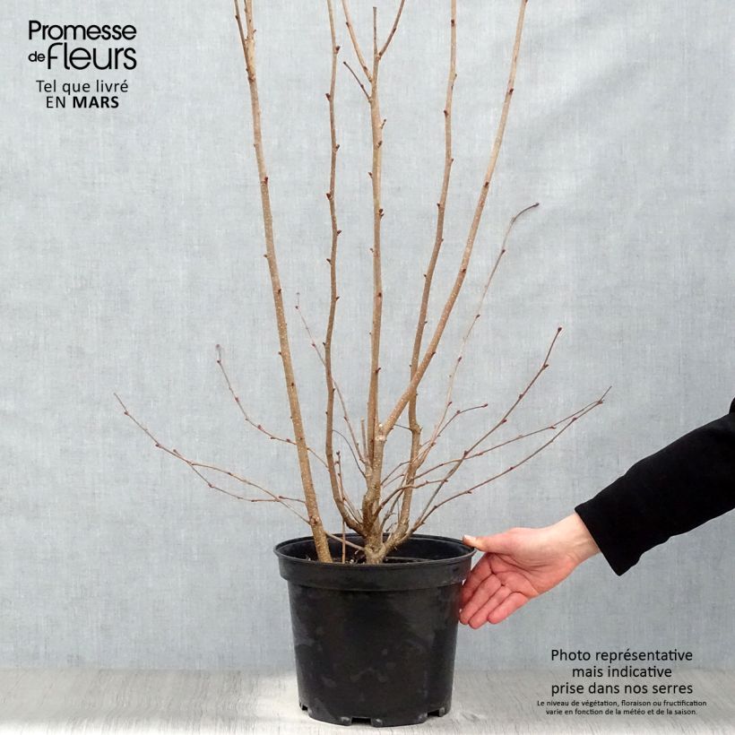 Spécimen de Corylus avellana Rode Zellernoot - Noisetier pourpre en pot de 7,5L/10L tel que livré au printemps