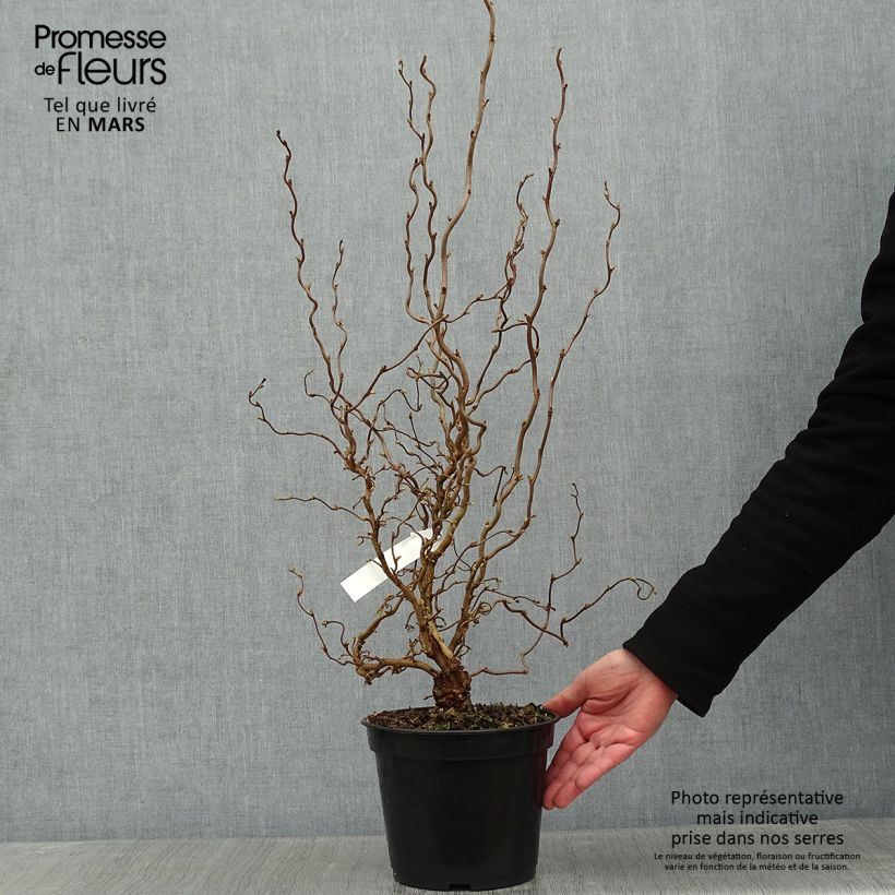 Spécimen de Corylus avellana Scooter - noisetier nain tortueux tel que livré en hiver