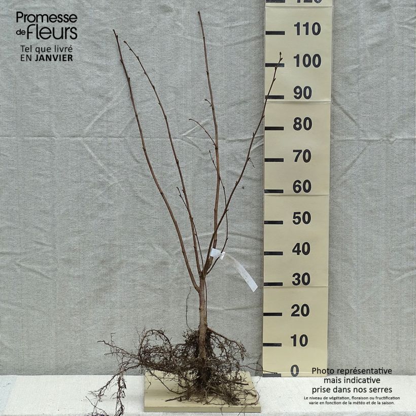 Spécimen de Corylus avellana Webbs Prize Cobb - Noisetier commun Racines nues tel que livré en hiver