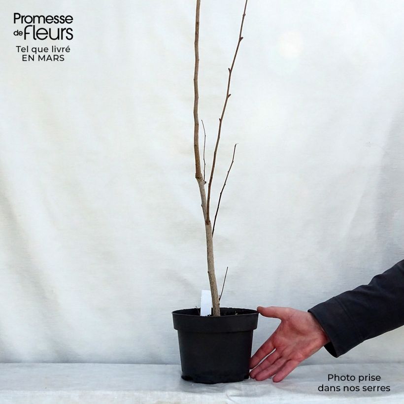 Spécimen de Corylus maxima Purpurea - Noisetier pourpre en pot de 3/4L tel que livré au printemps