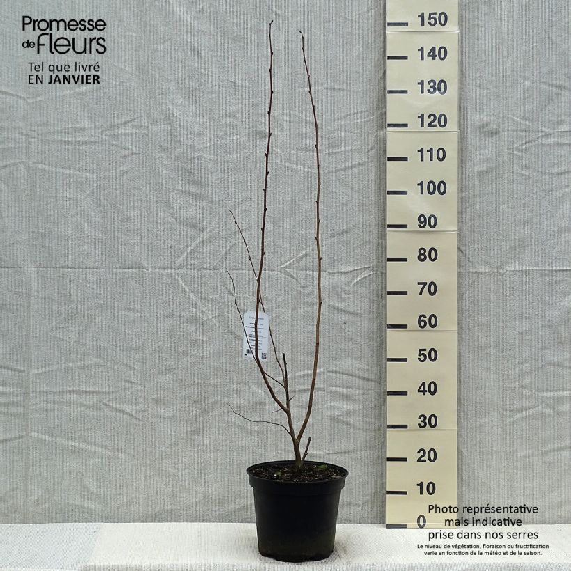 Spécimen de Corylus maxima Purpurea - Noisetier pourpre tel que livré en hiver