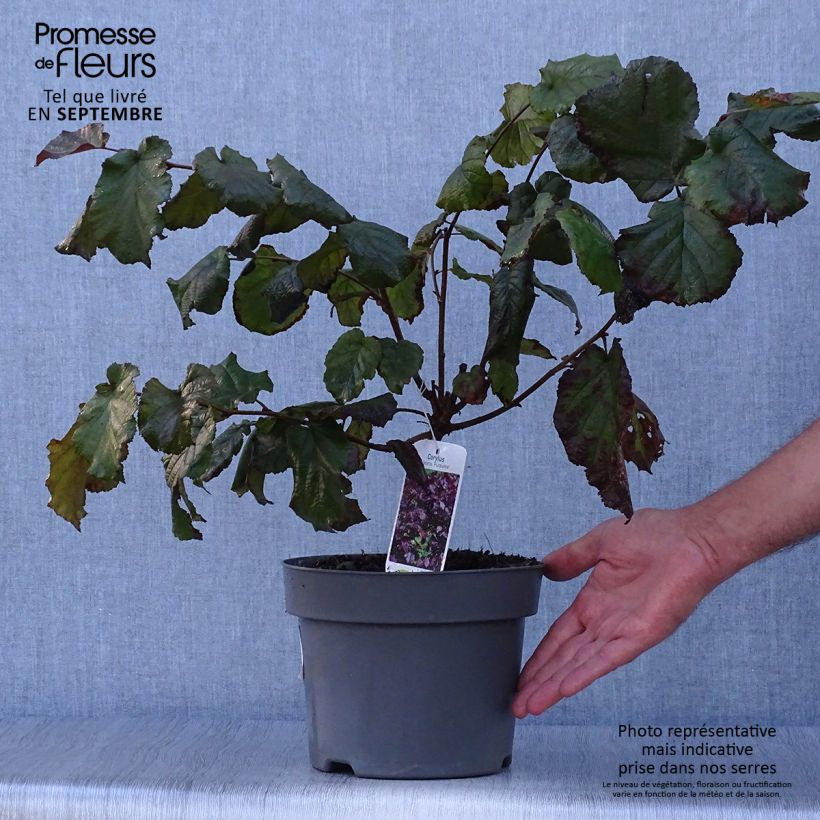 Spécimen de Corylus maxima Purpurea - Noisetier pourpre Pot de 3L/4L tel que livré en automne