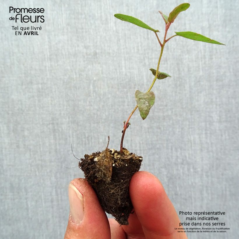 Spécimen de Corymbia citriodora - Eucalyptus citronné - minimotte tel que livré au printemps