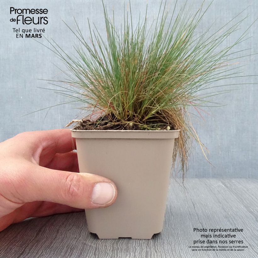 Spécimen de Corynephorus canescens Spiky Blue - Canche des sables Godet de 8/9 cm tel que livré au printemps