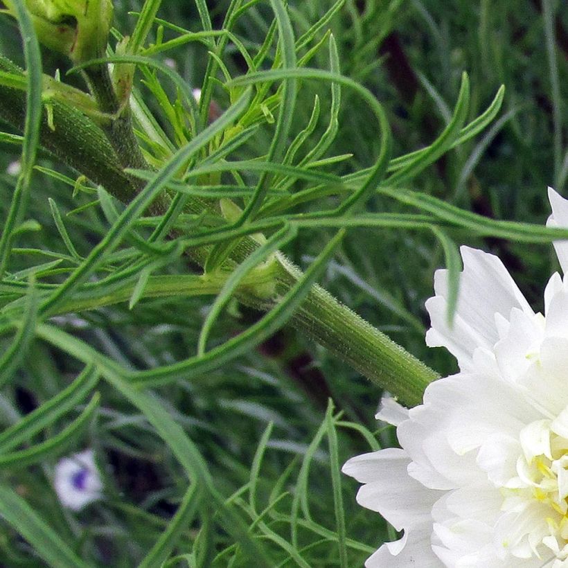 Graines de Cosmos Double Click Snow Puff - Cosmos bipinnatus (Feuillage)