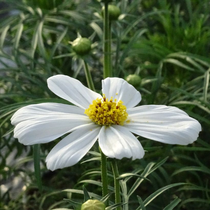 Cosmos Sonata Blanc (Floraison)