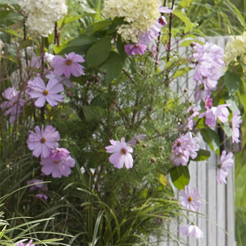 Cosmos Sonata Rose Clair (Floraison)