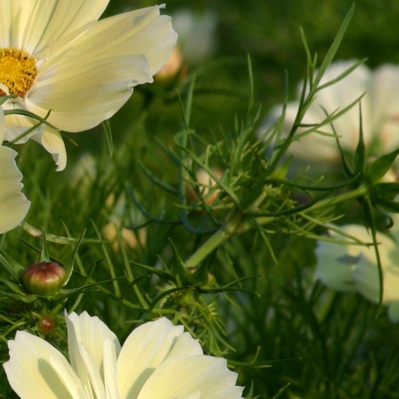 Cosmos Xanthos jaune Mini-mottes (Feuillage)