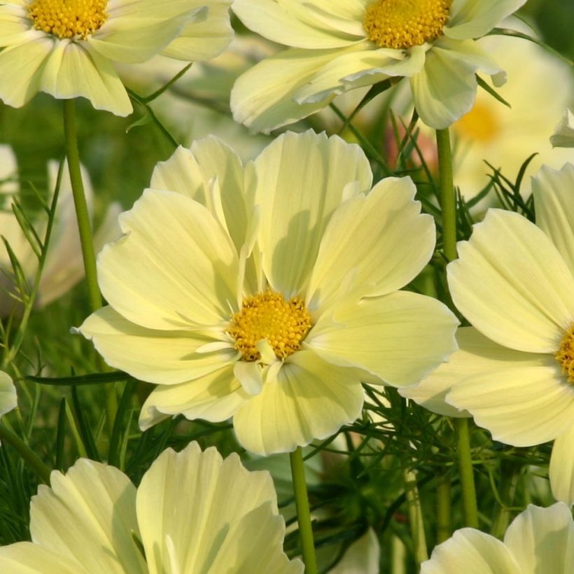 Cosmos Xanthos jaune Mini-mottes (Floraison)