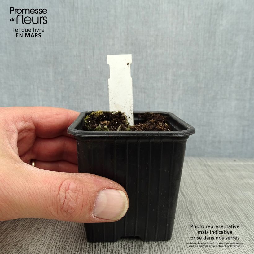 Spécimen de Cosmos atrosanguineus Chocamocha - Cosmos chocolat Godet 7/8 cm tel que livré au printemps