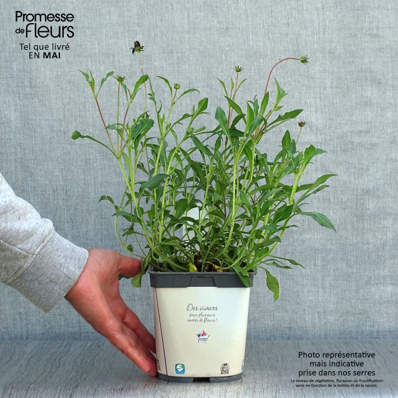 Spécimen de Cosmos atrosanguineus Chocamocha - Cosmos chocolat Pot de 2/3L tel que livré au printemps
