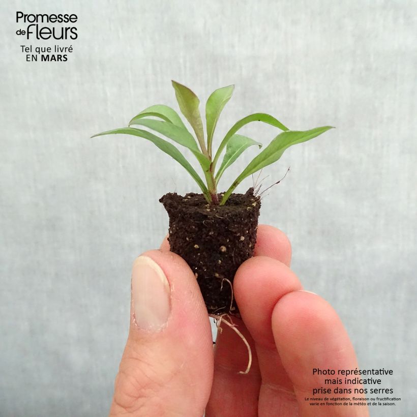Spécimen de Cosmos atrosanguineus Chocamocha - Cosmos chocolat Mini-motte Ø 1,5/2,5 cm, Plant vert de 5 à 10 cm de hauteur tel que livré au printemps