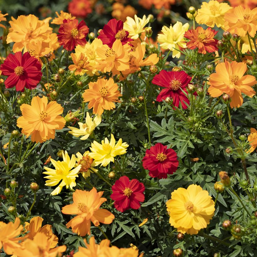 Graines de Cosmos Brightness Mixed - Cosmos sulphureus (Floraison)