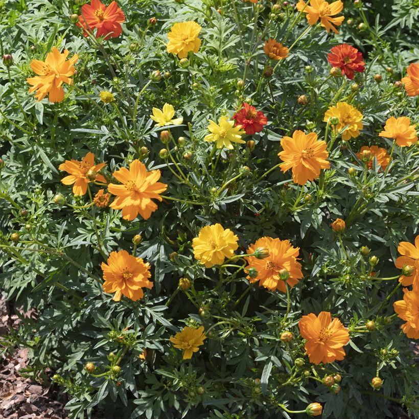 Graines de Cosmos Brightness Mixed - Cosmos sulphureus (Port)