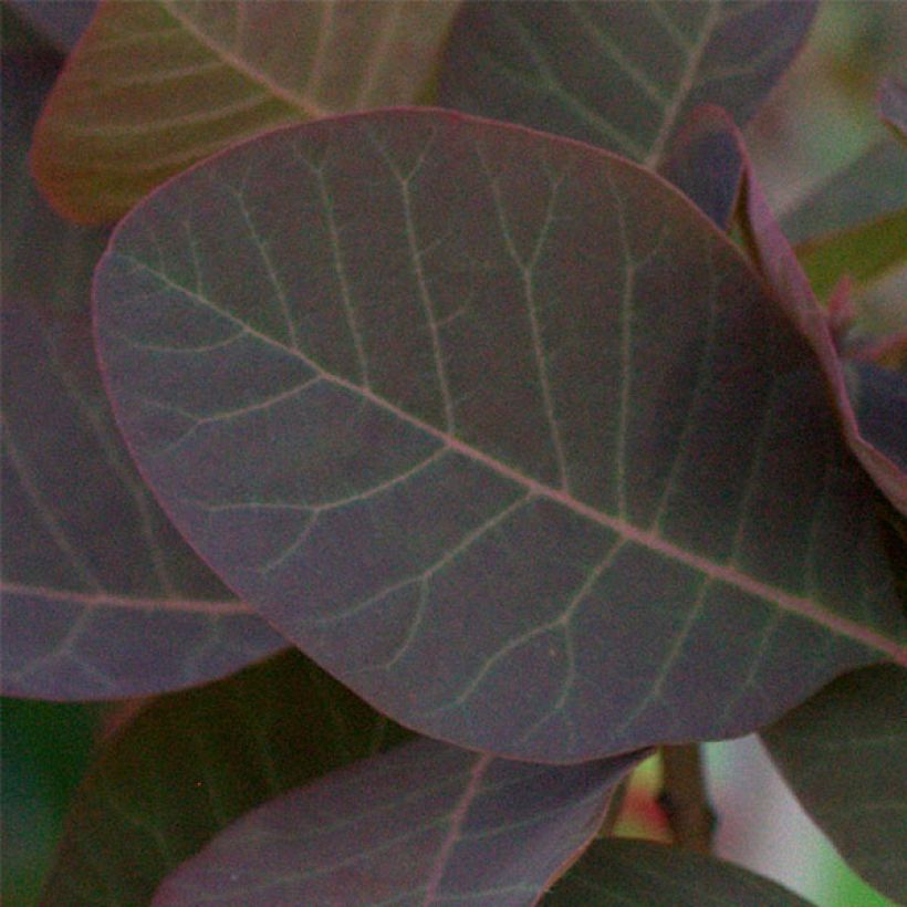 Cotinus Grace - Arbre à perruque (Feuillage)