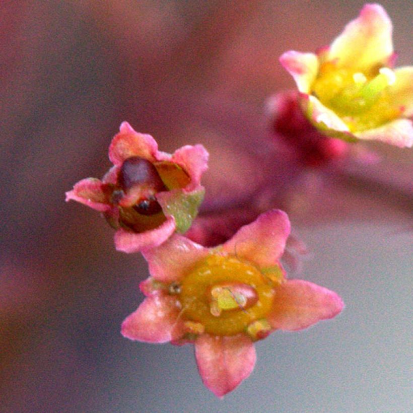 Cotinus Grace - Arbre à perruque (Floraison)