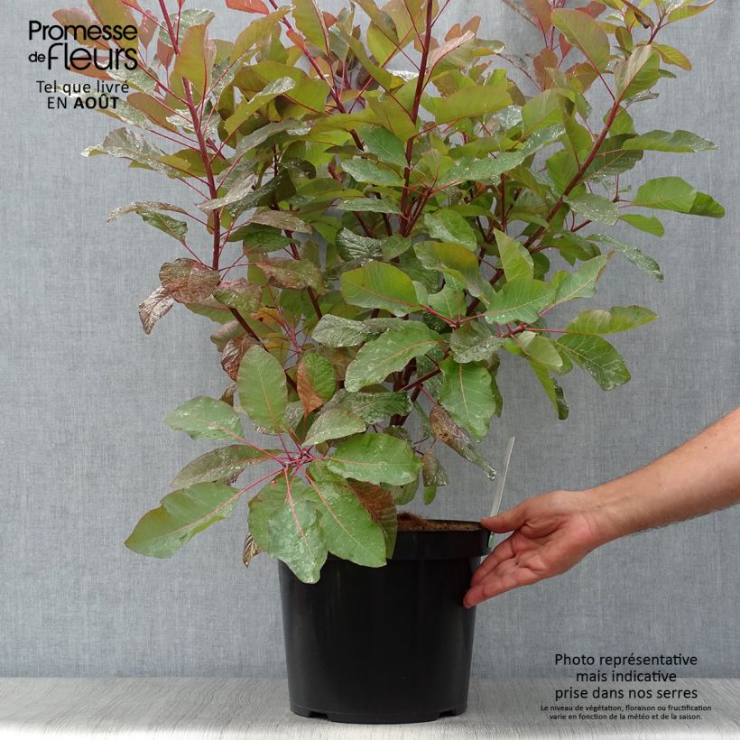 Spécimen de Cotinus Grace - Arbre à perruque Pot de 7,5L/10L tel que livré en été