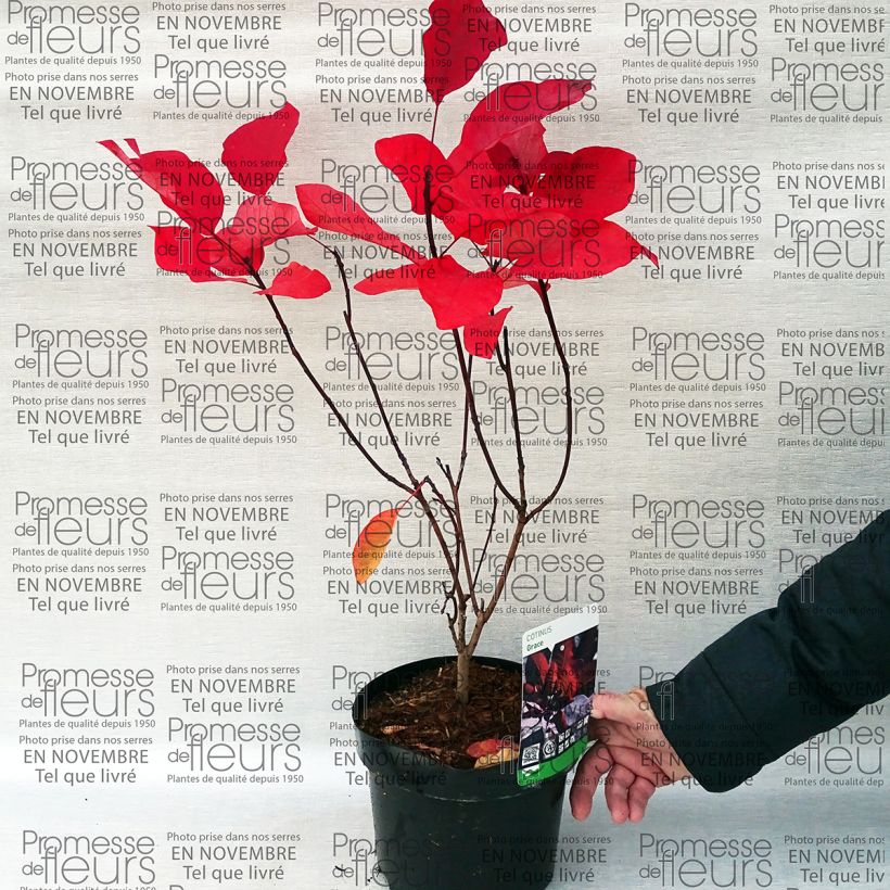 Spécimen de Cotinus Grace - Arbre à perruque tel que livré en printemps