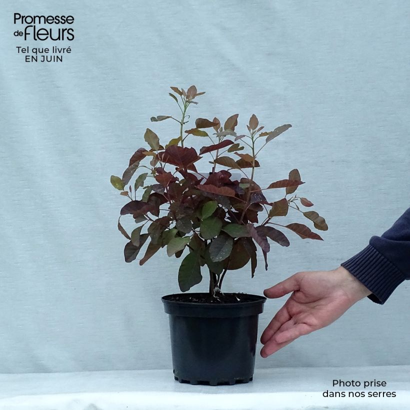 Spécimen de Cotinus Grace - Arbre à perruque Pot de 2L/3L tel que livré en été