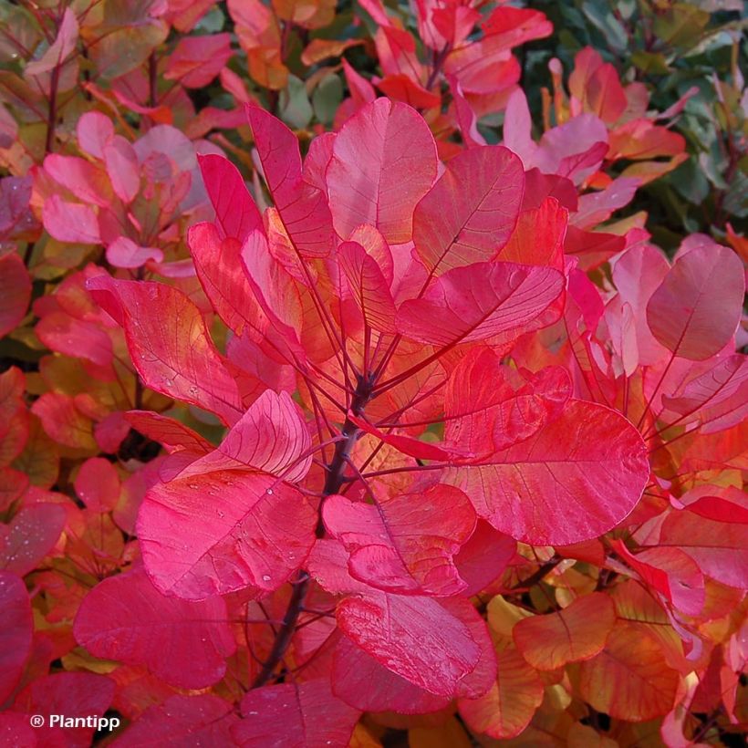 Cotinus coggygria Old Fashioned - Arbre à Perruques (Feuillage)