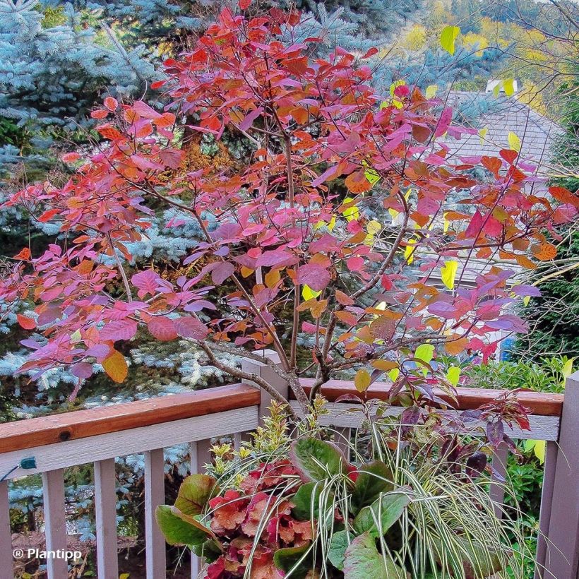 Cotinus coggygria Old Fashioned - Arbre à Perruques (Port)