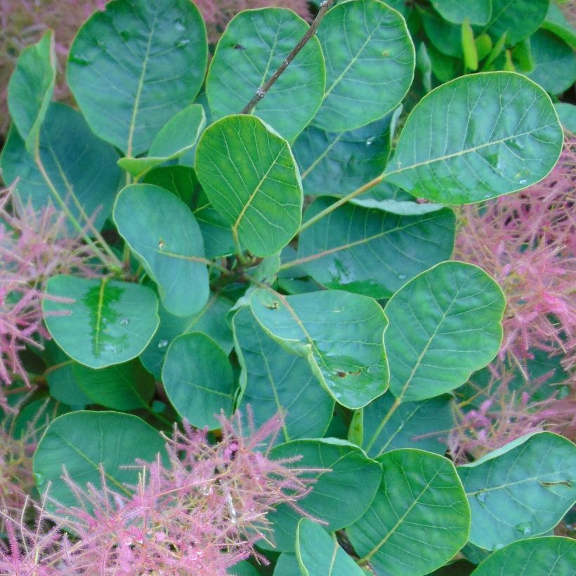 Cotinus Smokey Joe - Arbre à perruque nain. (Feuillage)