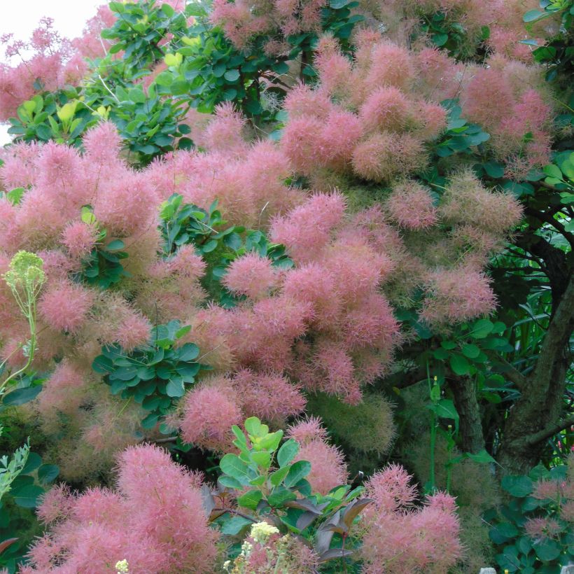 Cotinus Smokey Joe - Arbre à perruque nain. (Floraison)