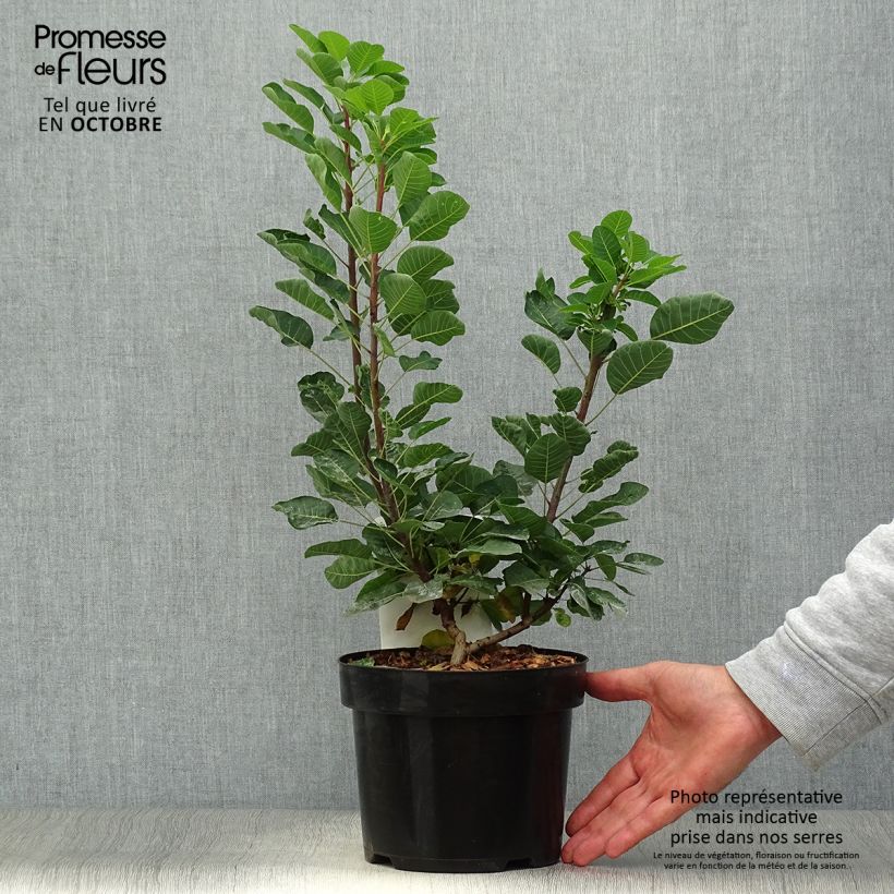 Spécimen de Cotinus Smokey Joe - Arbre à perruque Pot de 3L/4L tel que livré en automne