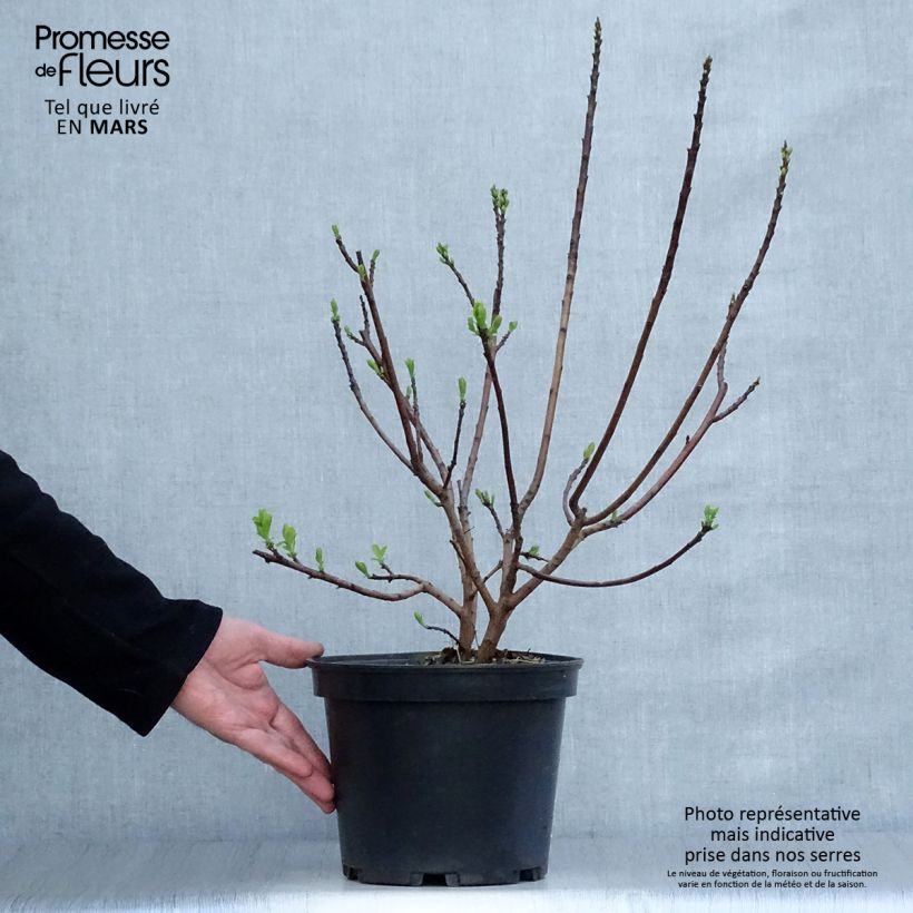 Spécimen de Cotinus Smokey Joe - Arbre à perruque nain. Pot de 3L/4L tel que livré au printemps
