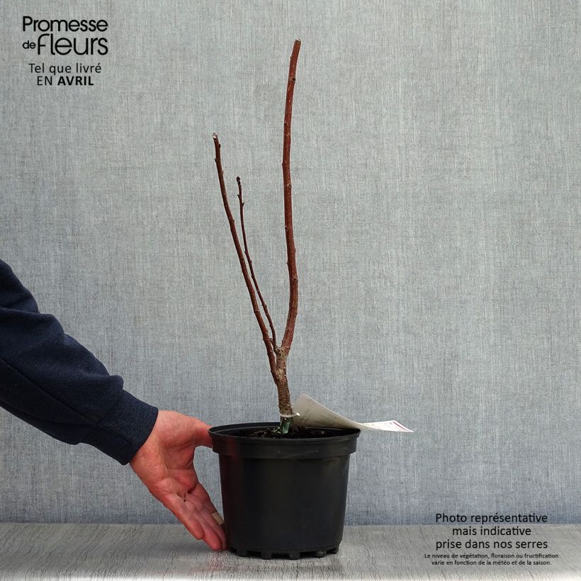 Spécimen de Cotinus coggygria - Arbre à Perruques Pot de 3L tel que livré au printemps