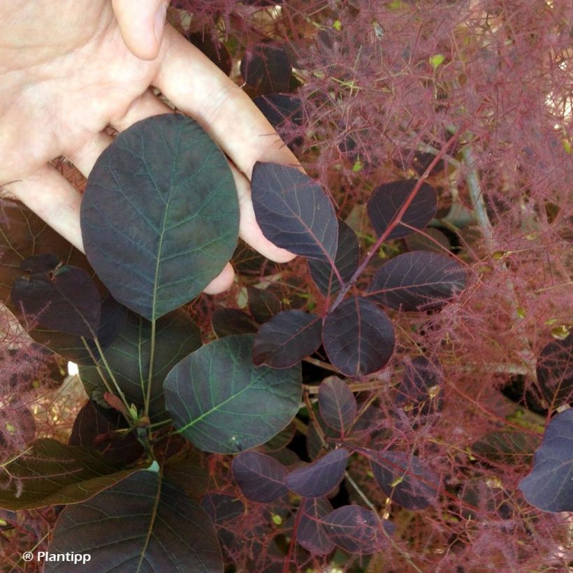 Cotinus coggygria Dusky Maiden - Arbre à Perruques (Feuillage)