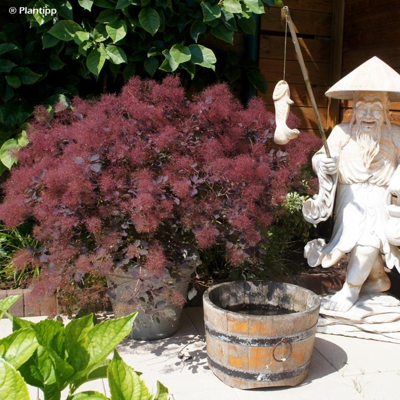 Cotinus coggygria Dusky Maiden - Arbre à Perruques (Port)