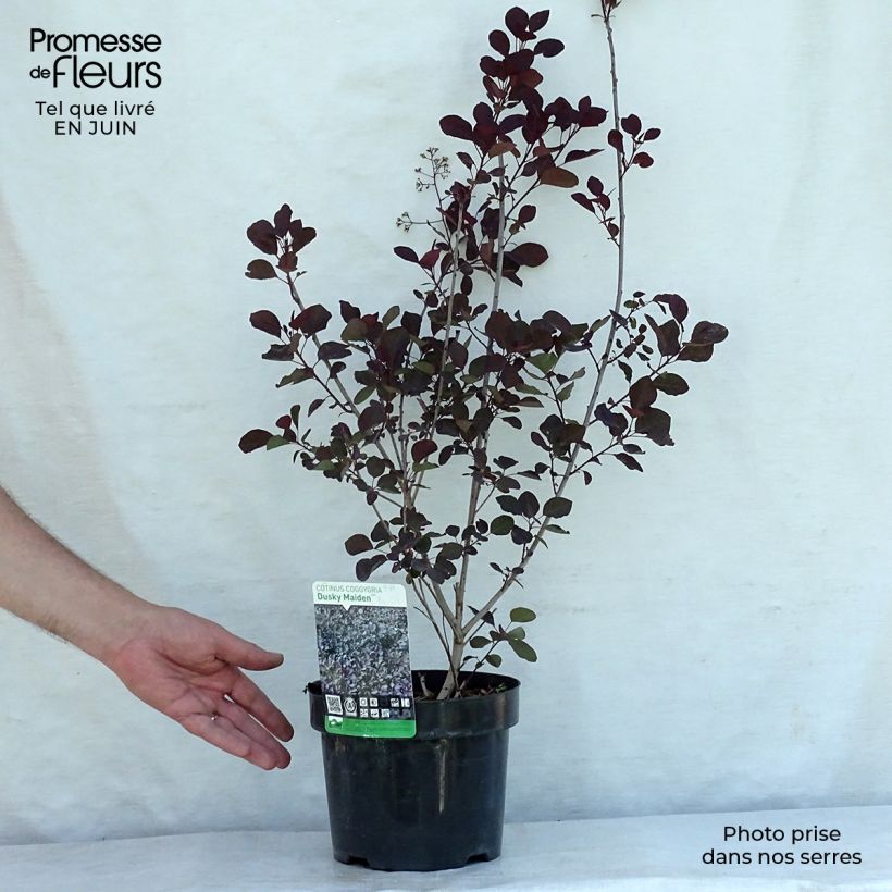 Spécimen de Cotinus coggygria Dusky Maiden - Arbre à Perruques Pot de 3L/4L tel que livré en été